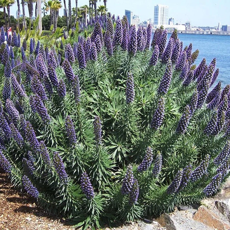 Echium candicans, the pride of Madeira 1Feet Tall ship in 6 Pot image 1