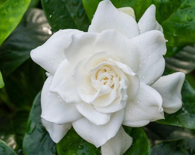 Gardenia jasminoides 'veitchii'  - 1 plants - 1 feet tall - ship in 6" pot