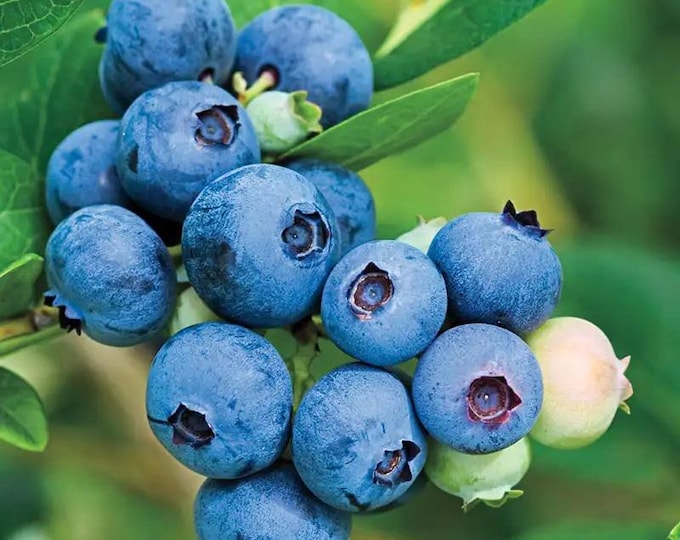 Jubilee southern highbush blueberry -  1 feet tall - ship in 6" pot
