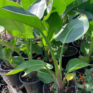 May include: A group of potted bird of paradise plants with large, green leaves. The plants are in black pots and are arranged in a row on a wooden surface.