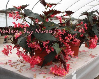 Begonia 'Torch'  - 1 Feet  Tall - Ship in 6" Pot