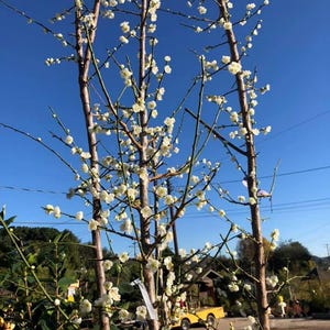 May include: A tree with white blossoms against a clear blue sky. The tree's brown trunk and branches are covered in small, delicate white flowers. A yellow vehicle is visible in the background.