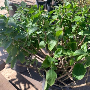 Justicia spicigera  ship in 6&quot; pot