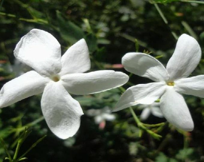 Poet's  jasmine - 1 to  2  feet tall - ship in 6" pot