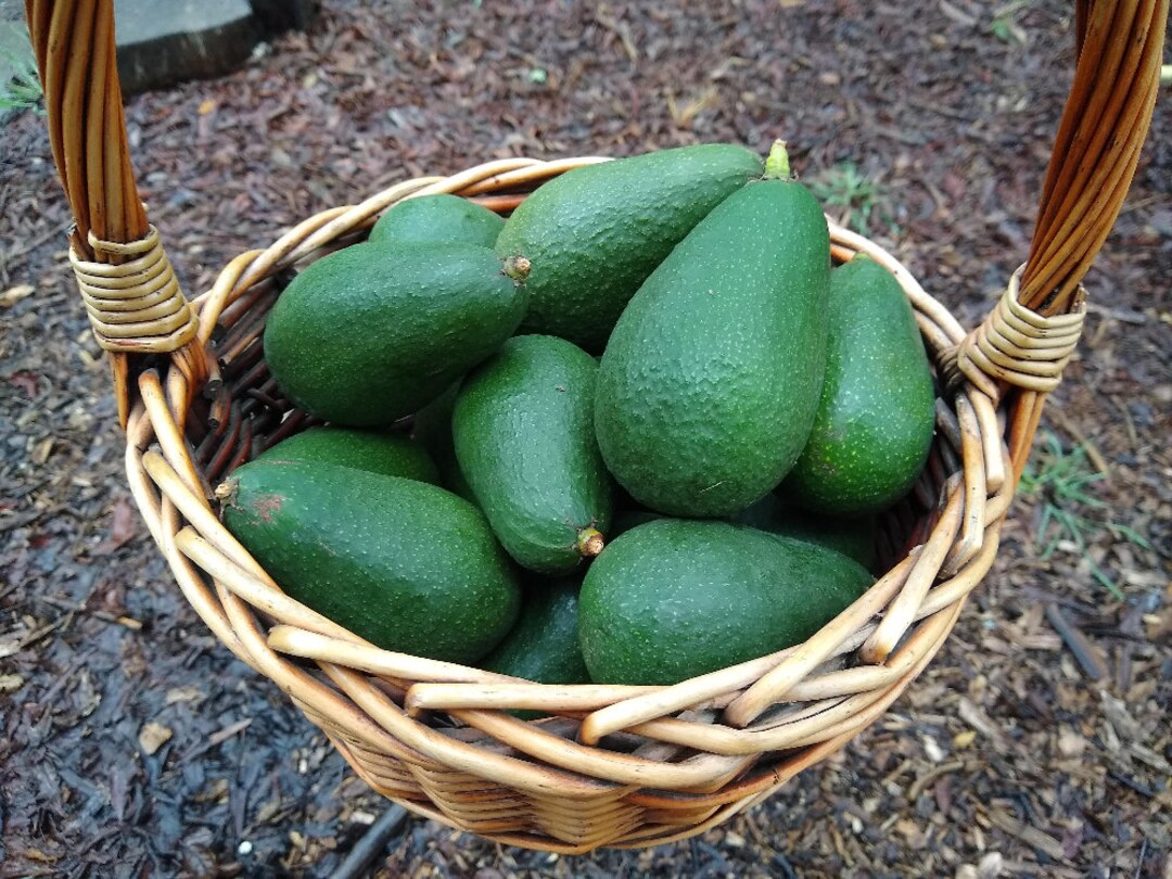Jan Boyce Avocados Grafted Tree 1 Feet Tall Ship in Plastic Bag Etsy