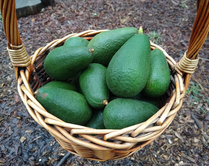 Jan Boyce  Avocados Grafted Tree - 1  Feet Tall - Ship in Plastic Bag