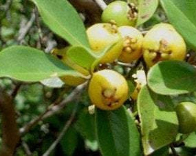 Lemon Guava (Psidium littorale) - 3 Feet Tall  - Ship in 3 Gal Pot