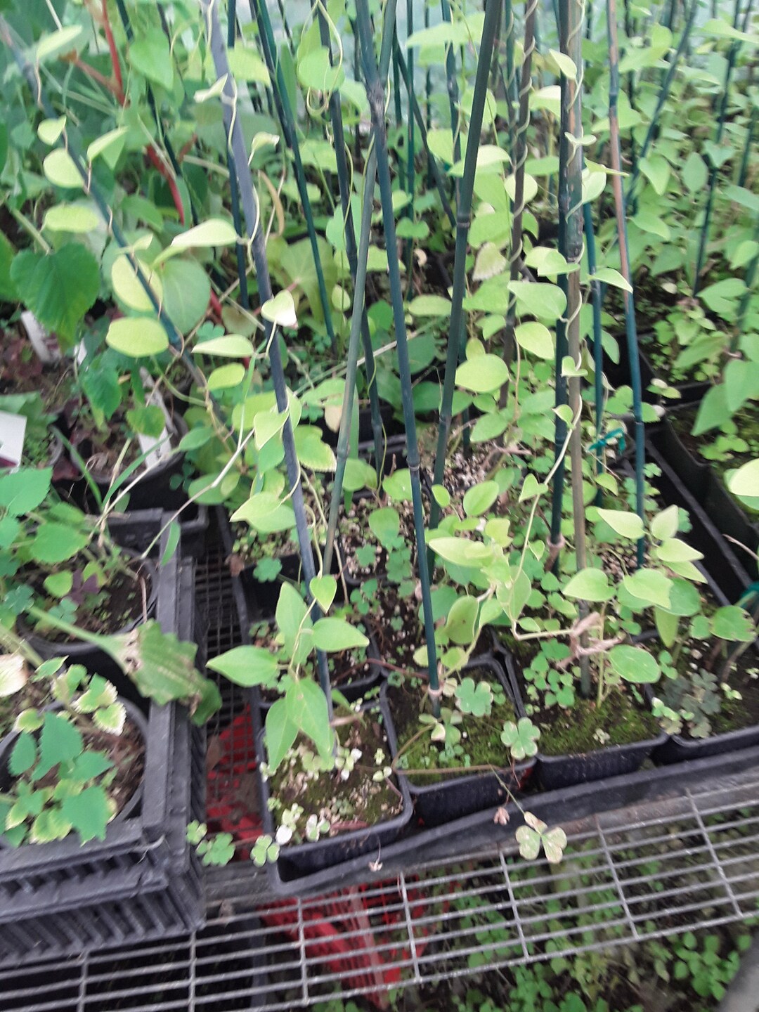 Cây Sương Sâm Jelly Vine Ship in 3 Tall Pot Etsy