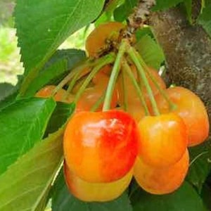 Cherry ’rainier’- 3 to 4 feet - bigger trunk - ship in 3gal pot