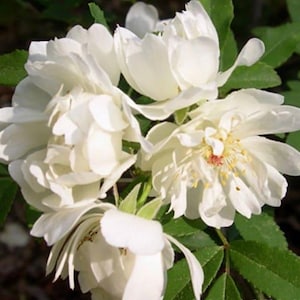 May include: A cluster of white roses with delicate petals, blooming on a green leafy bush.