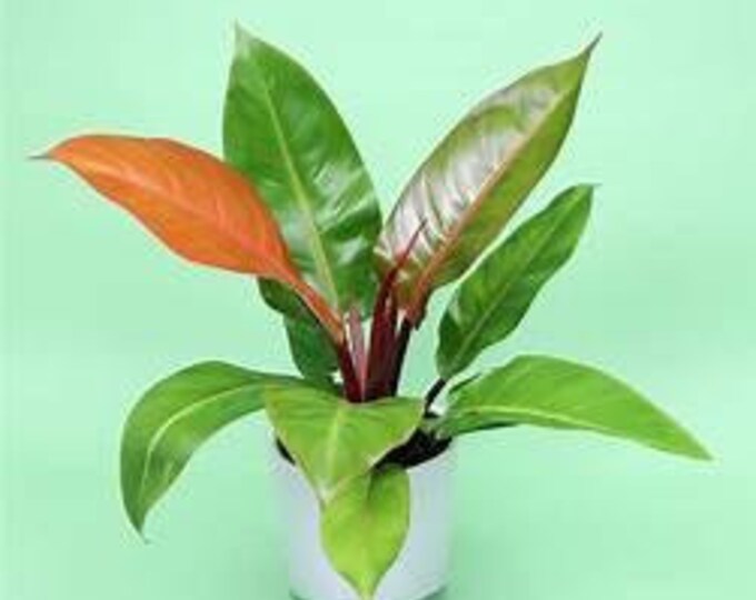 Prince of Orange Philodendron  - 1 Feet Tall - Ship in 6" Pot