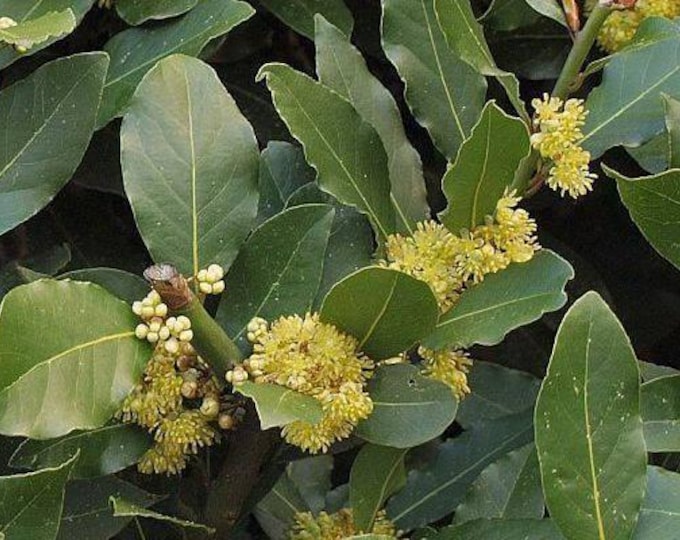 Bay leaf - 1 Starter - 3" to 6" Tall - ship in 3" pot