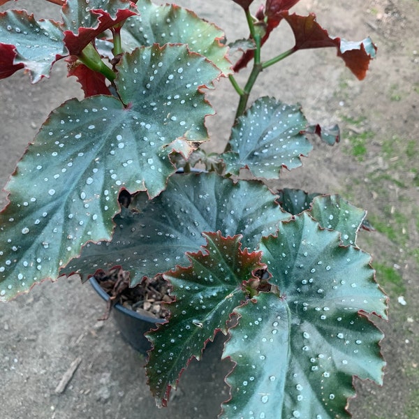 Begonia ‘fannie moser’ 1 live plant ship in 6" pot