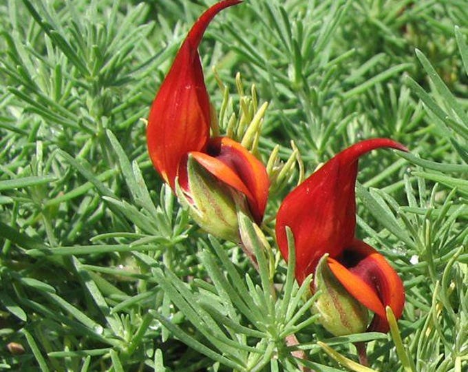 Parrot's beak - lotus berthelotii - 1 plants - ship in 6"pot
