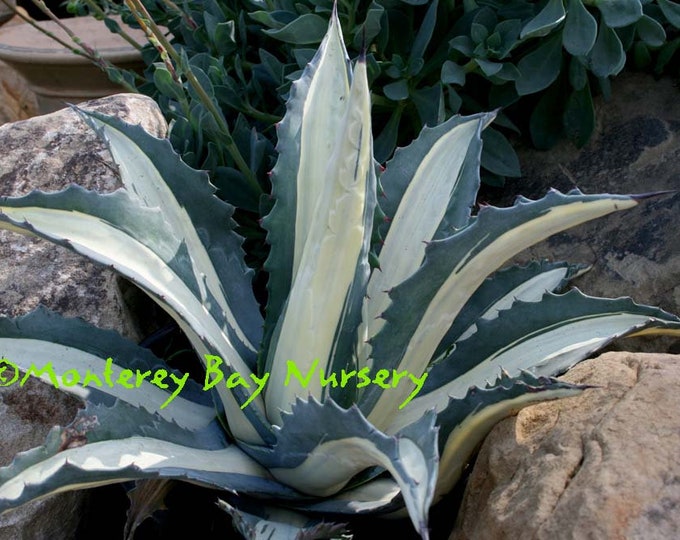 Agave 'Mediopicta Alba' - 4" to 6" Tall - Ship in 6"Pot