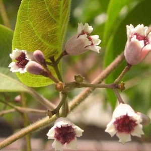 Lá mơ tam thể - Paederia foetida L. - 1 to 2 Feet Tall - Ship in 6" Pot