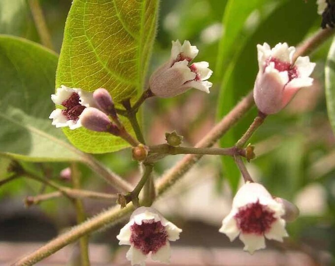 Lá mơ tam thể - Paederia foetida L. - 1 to 2 Feet Tall - Ship in 6" Pot