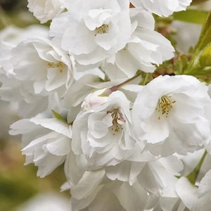 Flowering Cherry Mt Fuji - 3 to 4 feet tall - bigger trunk - ship in 3 gal pot