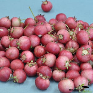Ugni molinae - chilean guava -  1 to 2 Feet Tall tall - ship in 3Gal pot