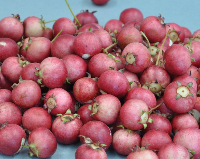 Ugni molinae - chilean guava -  1 to 2 Feet Tall tall - ship in 3Gal pot