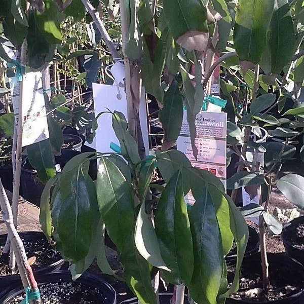 Mauritius Lychee - 2 Feet Tall - Airlayered Tree - Ship in 3Gal Pot