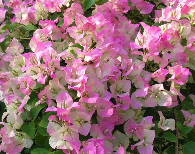 Pink and White Bougainvillea - 2 to 3 Feet Tall - Ship in 3 Gal Pot