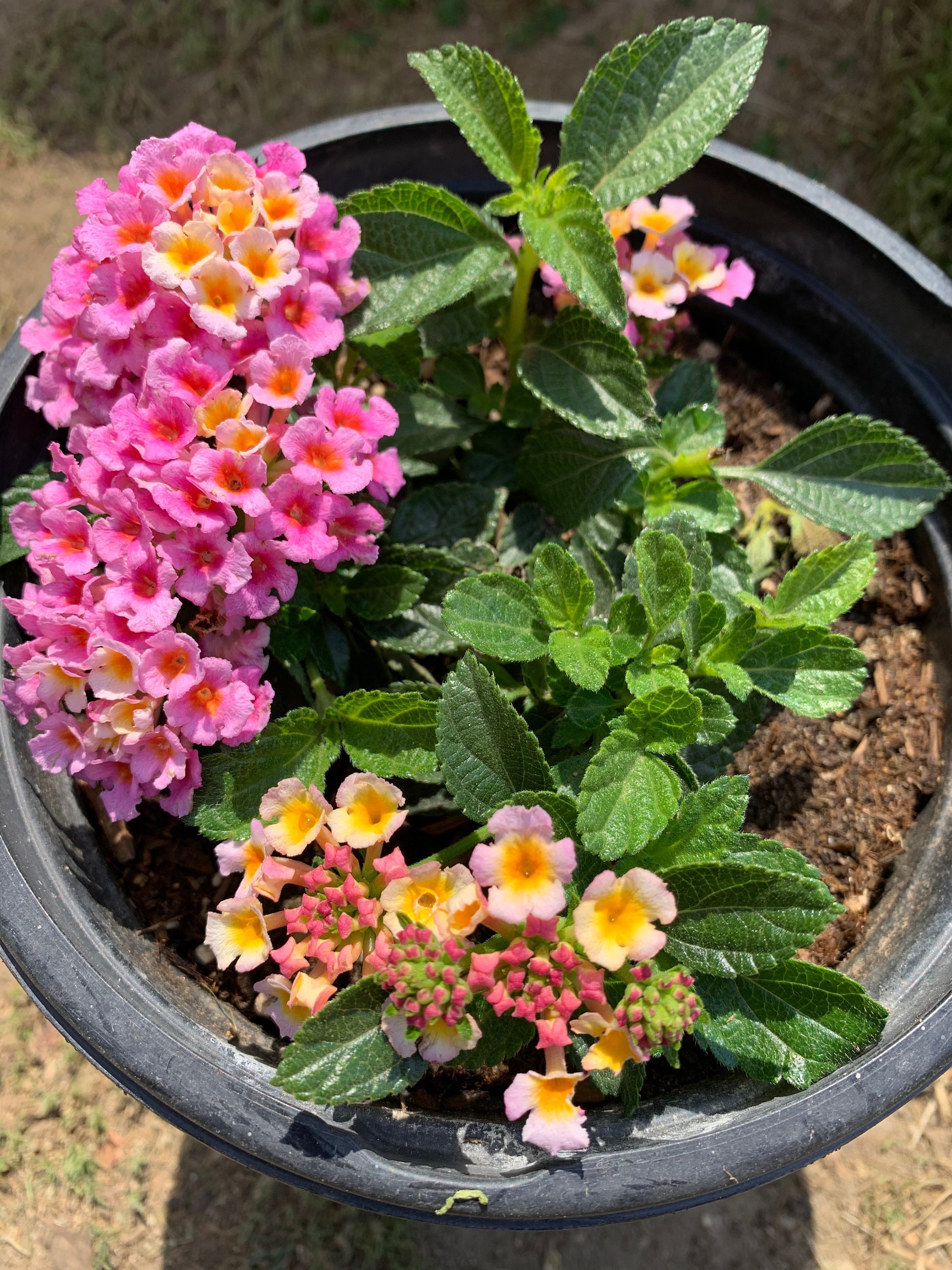 17+ trailing lantana plants for sale ImeldaVaila