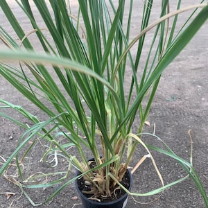May include: A potted green grass plant with long, thin blades. The plant is in a black plastic pot and is sitting on a gravel surface.