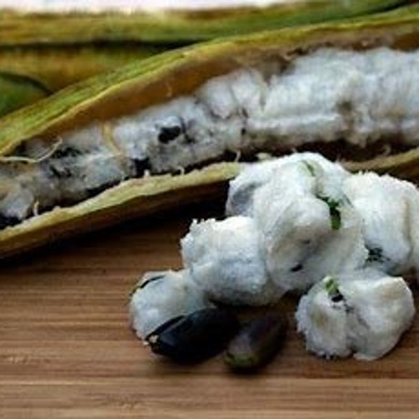 Ice Cream Bean Seed Etsy