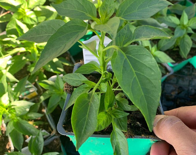 Serrano pepper 1 live plant 3” pot