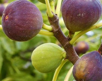 May include: Close-up of a branch of a fig tree with several ripe figs. The figs are a deep purple color and have a slightly rough texture. Some of the figs are still green and unripe.