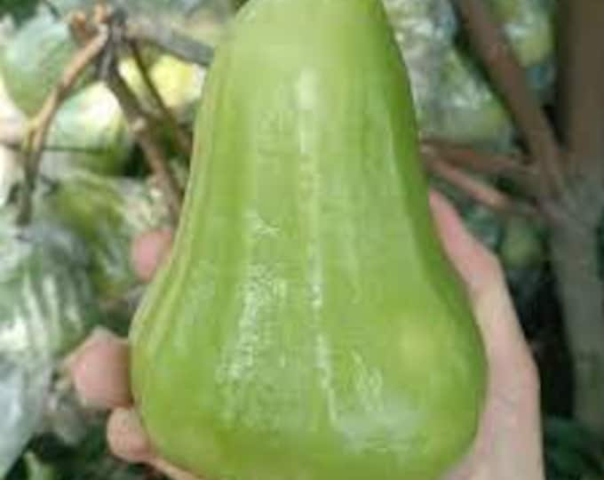 Mận An Thái xanh - An Thái Wax Apple - 1 to 2  Feet Tall - Ship in 3gal Pot