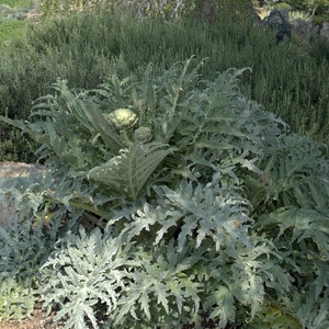 Green Globe Artichoke - 1 Starter - 4" Tall - ship in 3" Pot