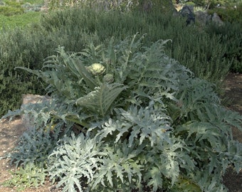 Green Globe Artichoke - 1 Starter - 4" Tall - ship in 3" Pot