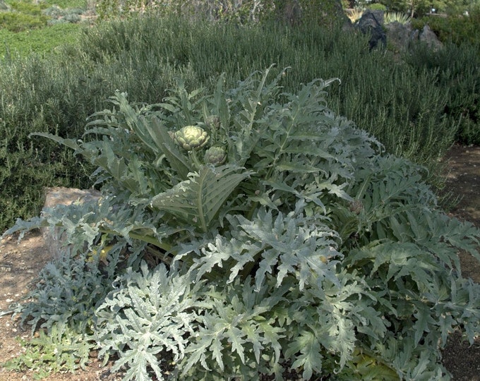 Green Globe Artichoke - 1 Plants - 1 Feet Tall - ship in 1 Gal Pot