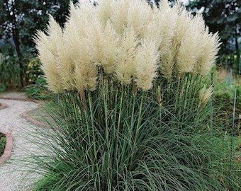 purple pampas grass live plant