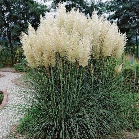 Pampas Grass Erianthus Ravennae 1 Plants 2 to 3 Feet Tall Ship in 3 Gal Pot  - Etsy Israel