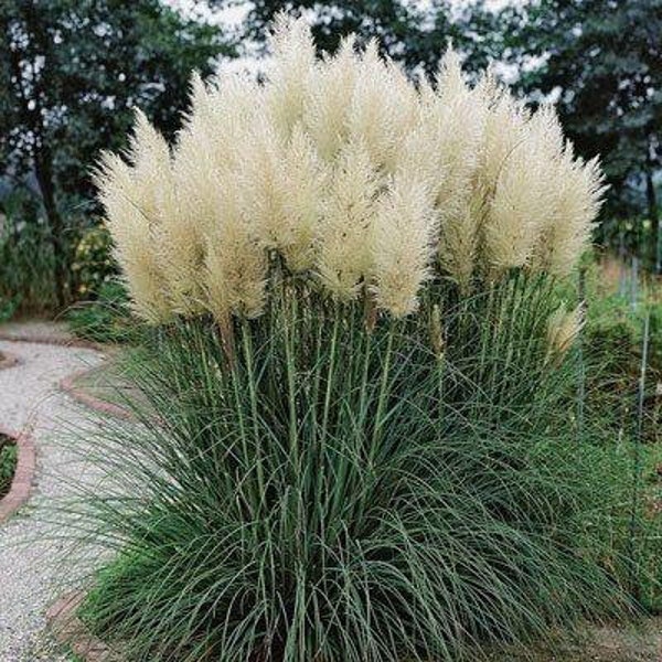 Pampas Grass Plant Etsy