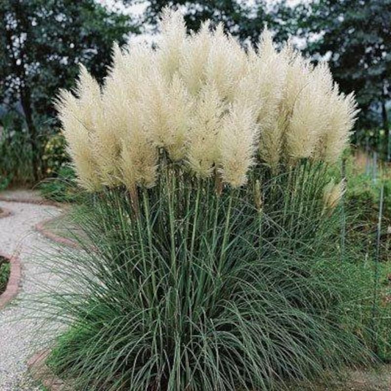 Pampas Grass Erianthus Ravennae 1 Plants 2 to 3 Feet Etsy