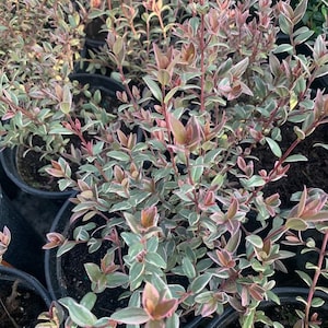 Ugni molinae flambeau - chilean guava variegated -  1  to 2 feet tall  - ship in 3gal pot