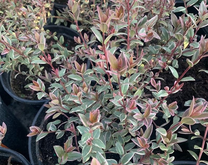 Ugni molinae flambeau - chilean guava variegated -  1  to 2 feet tall  - ship in 3gal pot