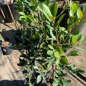 Ficus nitida 1 live plant  ship in 6&quot; pot