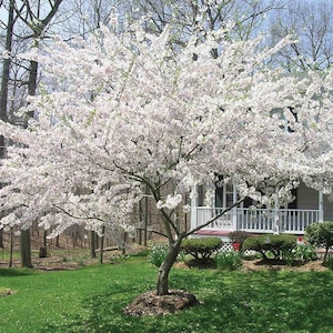 Flowering Cherry Yoshino - 3 to 4 feet tall - bigger trunk - ship in 3 gal pot