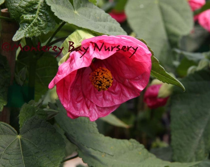 Abutilon 'Tropic Rose' - 1 Plant - 1 Feet Tall  - Ship in 6" Pot