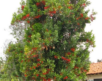 Firewheel Tree - Stenocarpus sinuatus - 8" to 1 Feet -  ship in 6" pot