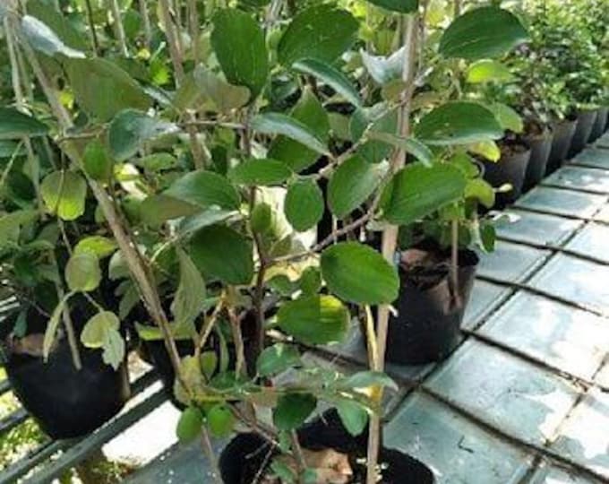 Thai Jujube - grafted tree - 3 to 4  feet tall - ship in 5Gal pot