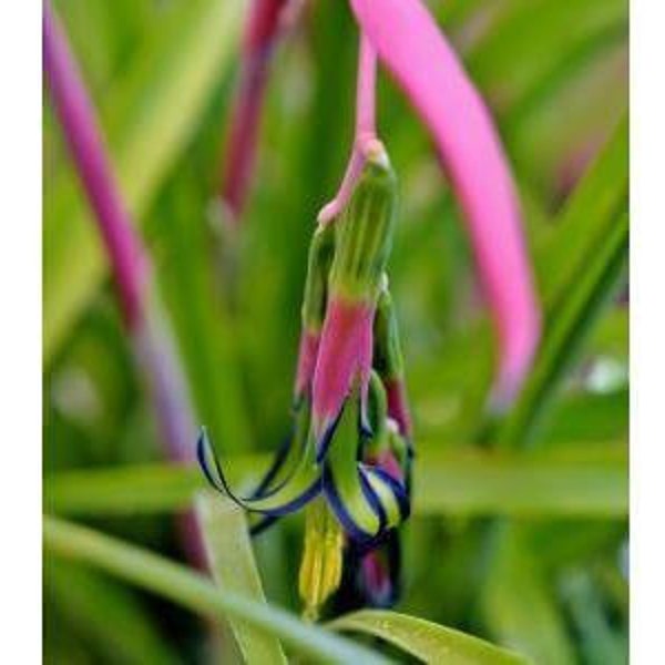 Billbergia nutans Queens tears - 1  Plant - 1 Feet Tall - Ship in 6" Pot