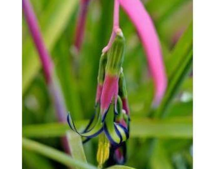 Billbergia nutans Queens tears - 1  Plant - 1 Feet Tall - Ship in 6" Pot