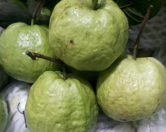 Ổi Nữ Hoàng - Queen Guava -  2  Feet Tall - Ship in 3Gal