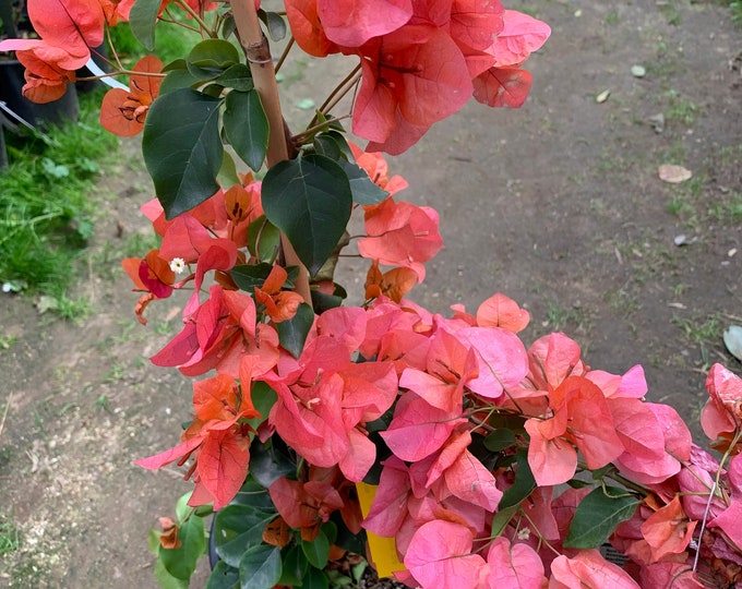 Bougainvillea orange king 1 live plant 1-2 feet tall  ship in 6" pot